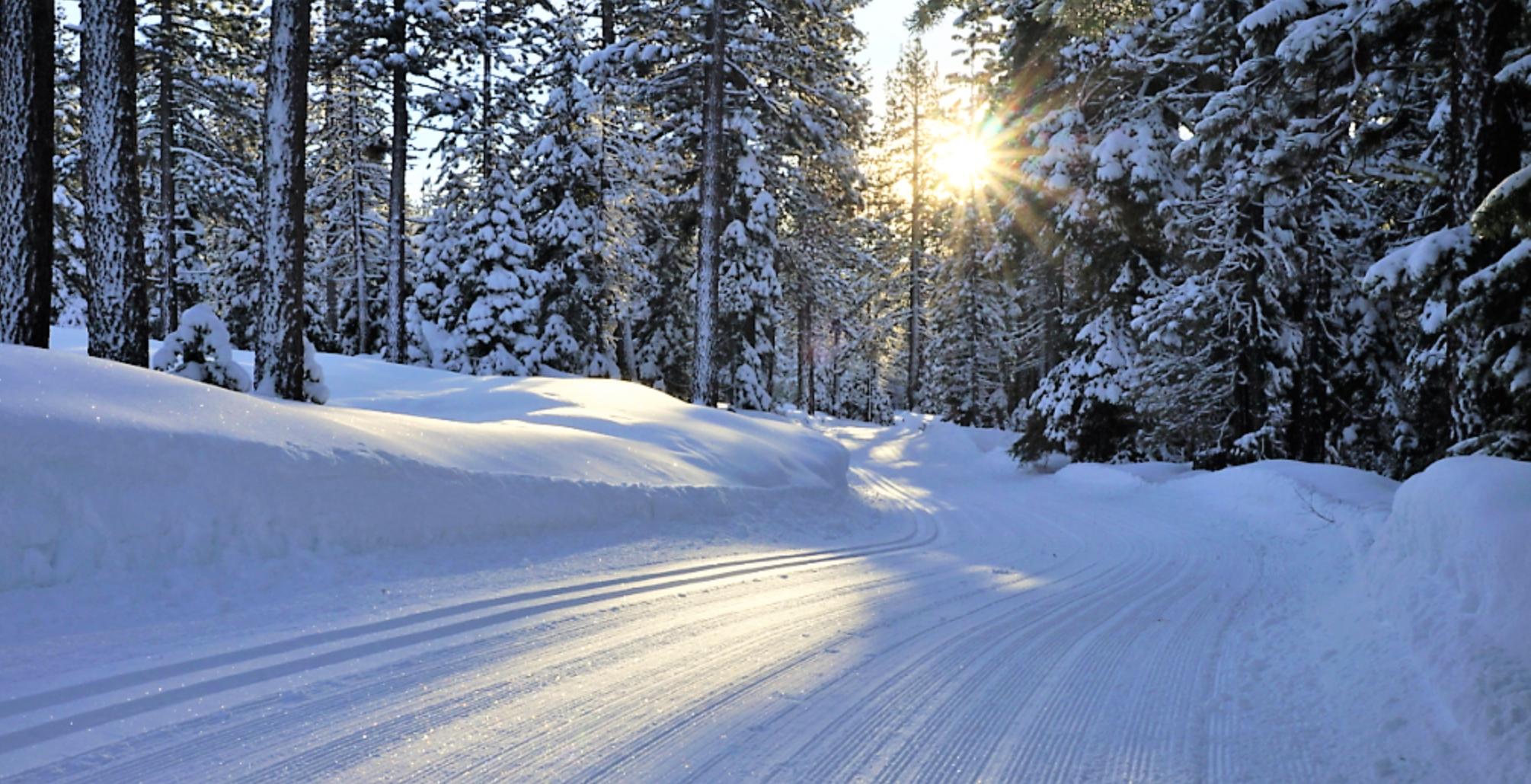 Sun Lit Trees and Perfect Ski Tracks